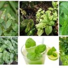 25 seeds lime green known as mojito mint scented herb plant seller
