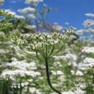 100 cumin seed, heirloom, non gmo, seeds, herb seed for growing