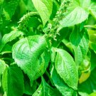 150 seeds clove scented basil fresh harvest for gardens