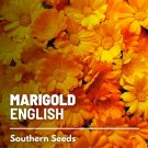 100 seeds marigold, english - easy to grow non gmo (calendula officinalis)