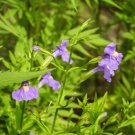 250 seeds purple monkey flower mimulus ringens