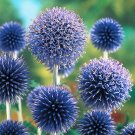 seeds 200 blue globe thistle for garden planting -