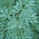 seeds 100-200 wormwood artemisia absinthium absinthe herb bitters medicinal