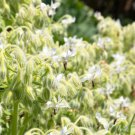50 seeds white borage borago officinalis bianca herb flower