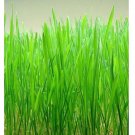 2300 seeds cat grass/ red wheat, over | heirloom - organic