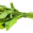 broad leaf sorrel 500seeds | non-gmo heirloom herb (sprouting or garden) larg