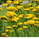 goldenyarrow yellow fernleaf achillea filipendulina 300seeds~botanicalgardenclub