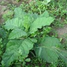 1000 seeds cherry red tobacco authentic nicotiana tabacum