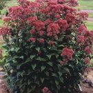 50 seeds mixed colors joe pye weed eupatorium maculatum flower