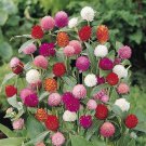 50 seeds globe amaranth mix gomphrena globosa mixed colors amaranthus flower