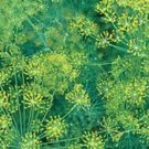 seeds dill bouquet great garden herb bulk 30,000