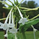 5 tobacco collection of seeds, types in the set, nicotiana