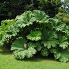 seeds gunnera tinctoria syn chilensis giant rhubarb