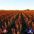 seeds 120 sorghum rox orange syrup cane heirloom non-gmo bogo 50% off