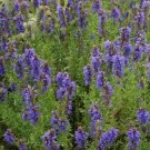 seeds 500 hyssop perennial fresh harvest for gardens