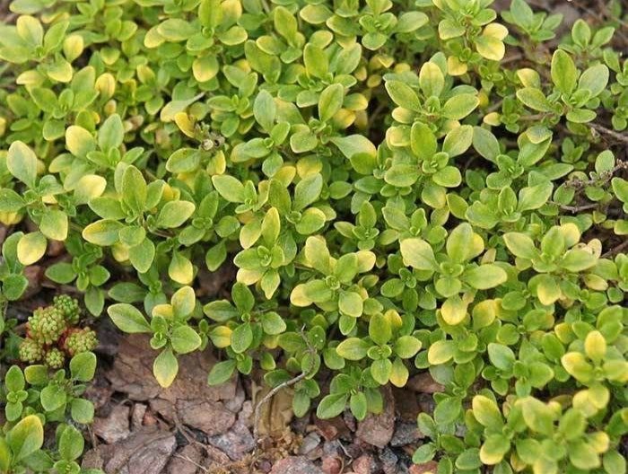 seeds thyme - common 250.mg