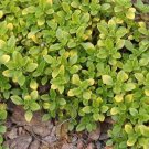 seeds thyme - common 250.mg