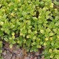 seeds thyme - common 250.mg