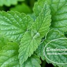 seeds 500 scarborough catnip- - heirloom non-gmo herb