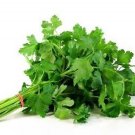 seeds 200 italian parsley dark green flat leaf garden fresh herb