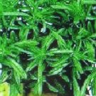 100 seeds savory herb * medicinal gourmet*