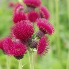 seeds 200 plume thistle for garden planting -