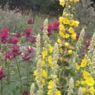 mullein (verbascum thapsus) seeds, qty 100, organically grown