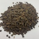 seeds 5000 mimosa pudica bulk * shy plant, sensitive plant -