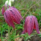 10 seeds checker lily fritillaria affinis chocolate mission bells flower