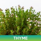 thyme seeds, thymus vulgaris