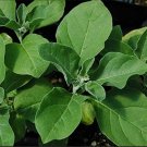ashwagandha (withania somnifera) seeds, organic