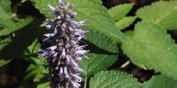 seeds korean mint * culinary medicinal beverage aromatic