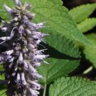 seeds korean mint * culinary medicinal beverage aromatic