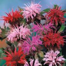 seeds 180 monarda bee balm mix flower / perennial easy to grow butterflies