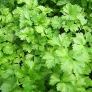 400 seeds dark green italian parsley fresh harvest for gardens