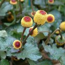50 seeds toothache plant - organic eyeball herb non gmo.