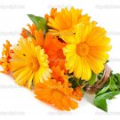 seeds 100 organic calendula officinalis edible flowers medicinal pot marigold