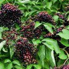 seeds organic american elderberry 20 count~ beautiful shrub~ healing berries~