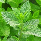 seeds 2025 500 spearmint (mentha spicata) herb for tea , organic season