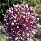 200 seeds allium ampeloprasum (broadleaf wild leek) | non-gmo