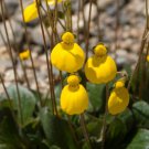 seeds calceolaria filicaulis luxurians pocketbook plant
