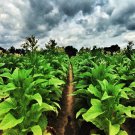 1500 seeds louisiana perique tobacco (nicotiana tabacum) rare dark