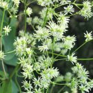 50 seeds purple meadow rue thalictrum dasycarpum white & yellow flower herb