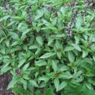 150 thai spicy basil non - gmo fresh harvest for gardens