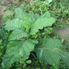 1000 seeds authentic nicotiana alata jasmine flowering tobacco