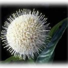 50 buttonbush / honeyball shrub white flower hummingbirds *flat s/h