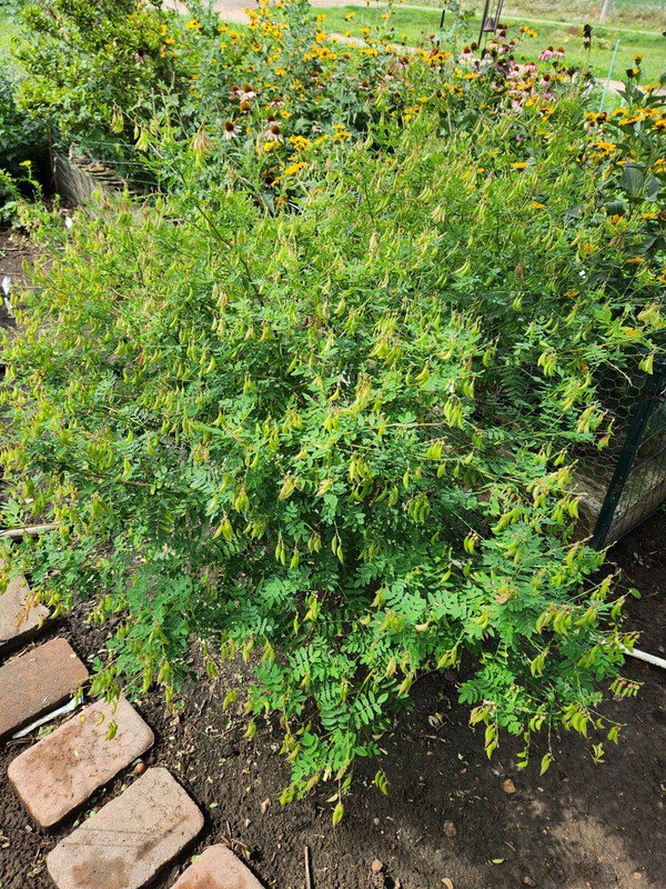 seeds astragalus (astragalus membranaceus)