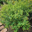 seeds astragalus (astragalus membranaceus)