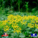 3200 seeds dill herb mammoth long island non-gmo heirloom bogo 50% off