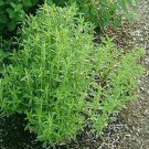 seeds savory great garden herb by seed kingdom 50,000